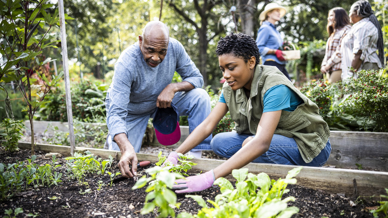 A couple planting greens in their garden.