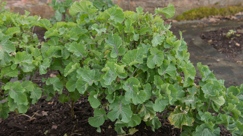 Taunton deane plant growing in a garden.