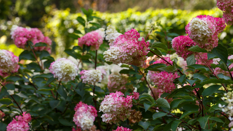 An up close view of Quick Fire hydrangea blooms