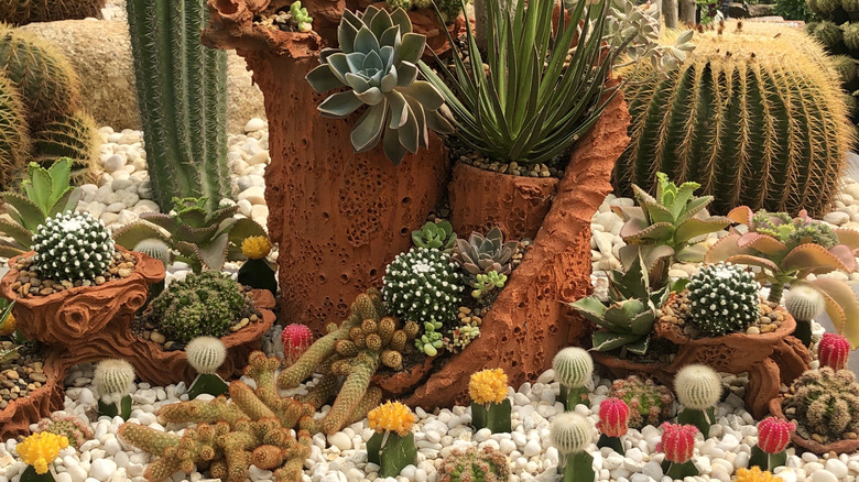 A garden of succulents grows with colorful cactus flowers in reds, yellows, and whites