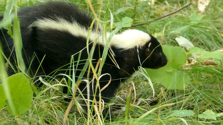 a skunk looking for food in the forest