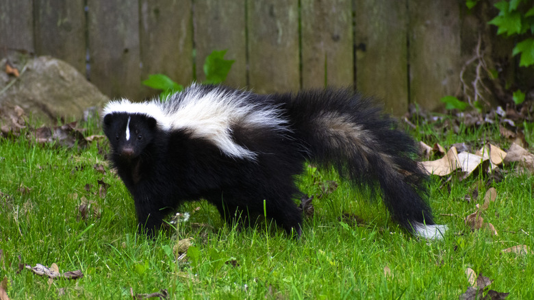 a skunk on the lawn in an urban yard