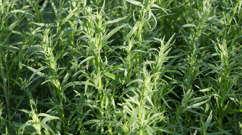 tarragon in the garden