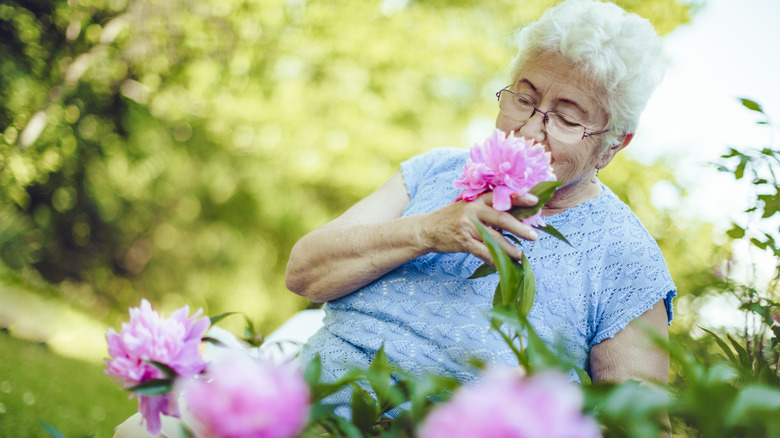 older gardener smelling a peony flower