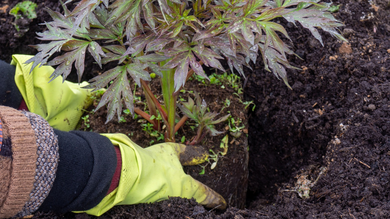 A gardener wearing yellow gloves transplants a small peony shrub into a hole in a garden bed.
