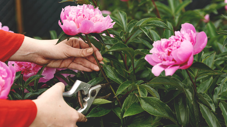 A gardener uses shears to cut a pink peony flower from a shrub growing in a garden.