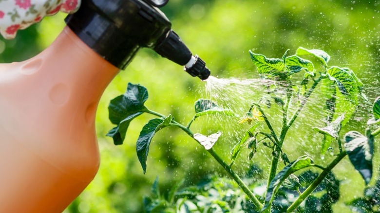 Gardener spraying organic pesticide on tomato plant leaves in a green garden.