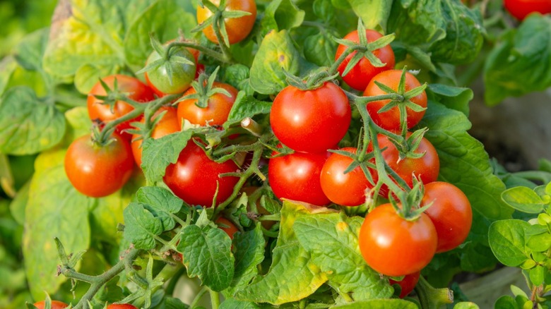 Cluster of ripe red cherry tomatoes growing on a lush green tomato plant in a garden.