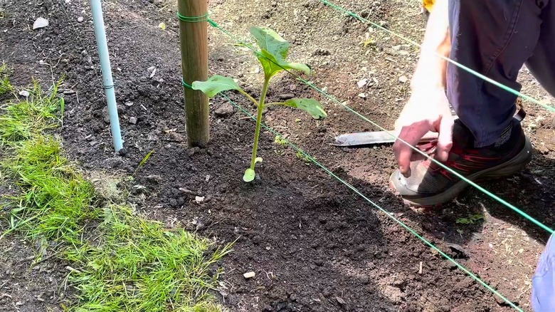 Sunflower growing at the base of wire trellis