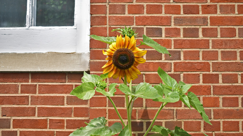 Sunflower against a house