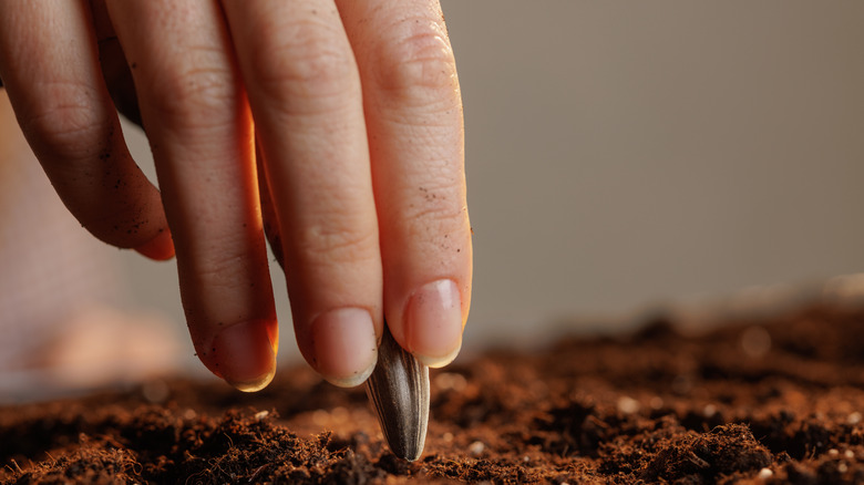 A hand placing sunflower seed into soil