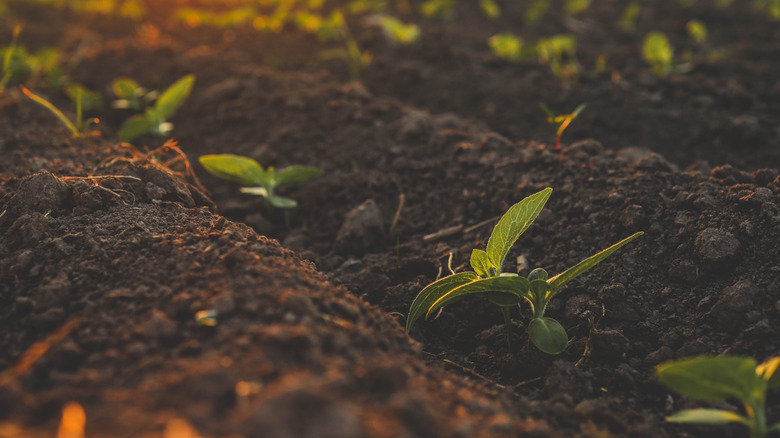 Sunflowers sprouting in ground
