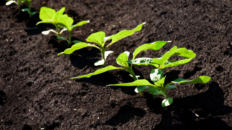 A row of sunflower seedlings