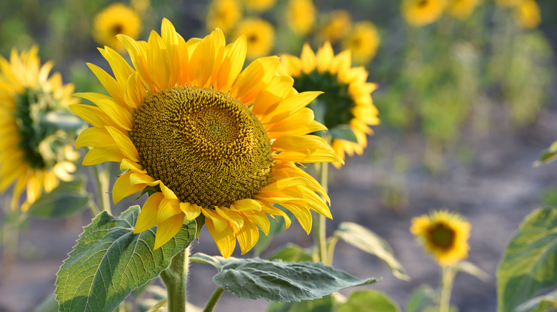 Sunflowers facing towards the sun