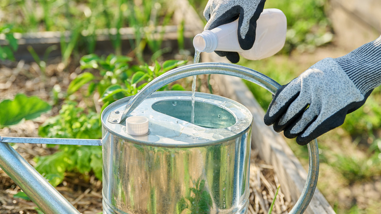 Adding liquid fertilizer to a watering can