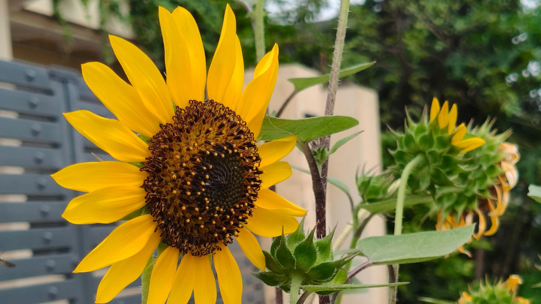 Sunflower head up close