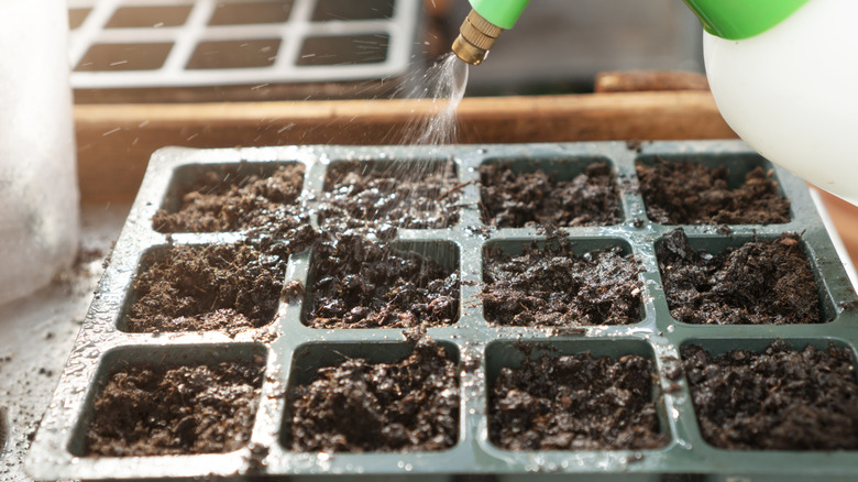 Watering a seed tray