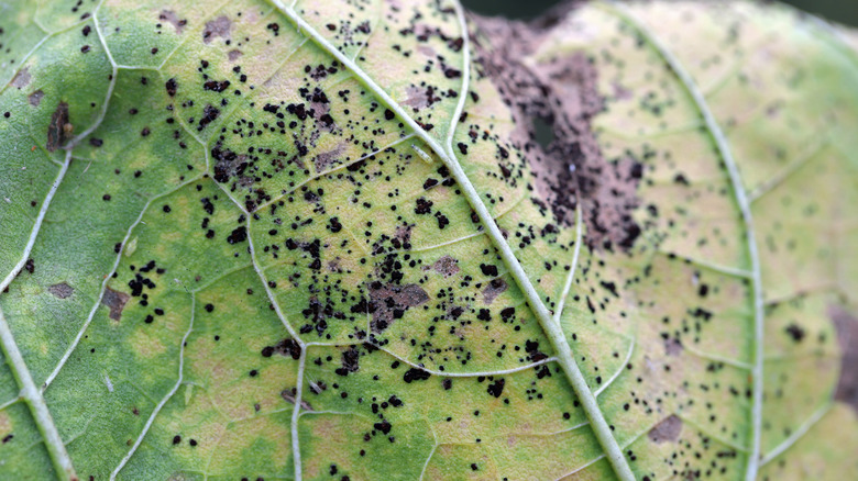 Sunflower leaf with rust fungal infection