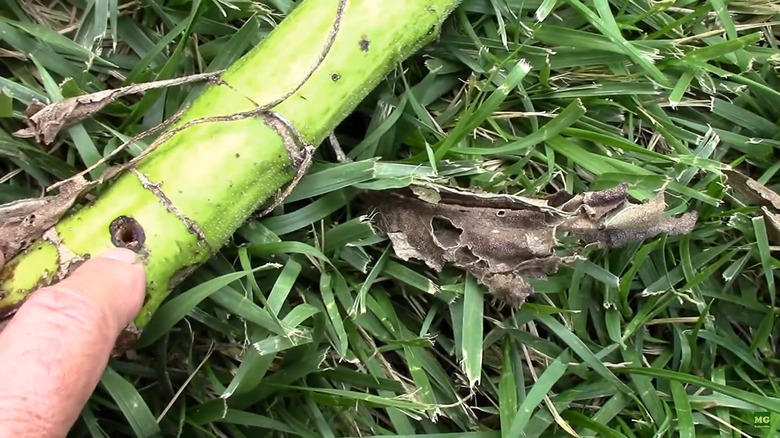 Stem borer hole in sunflower stalk
