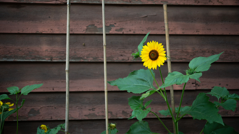 Sunflower tied to a bamboo stake