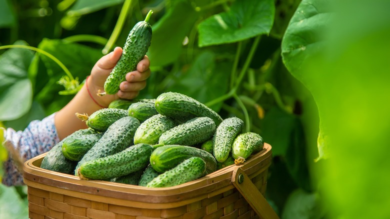 person harvesting big cucumbers