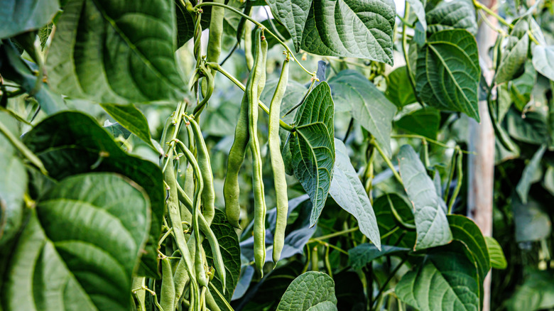 Green beans