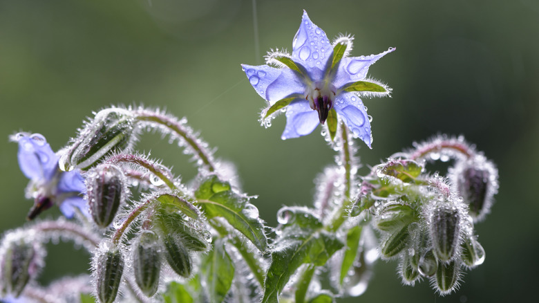 Borage plant