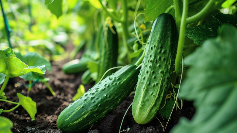 Cucumber plant in garden