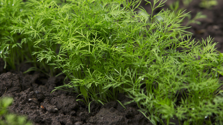 dill plant in garden