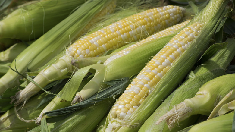 pile of corn