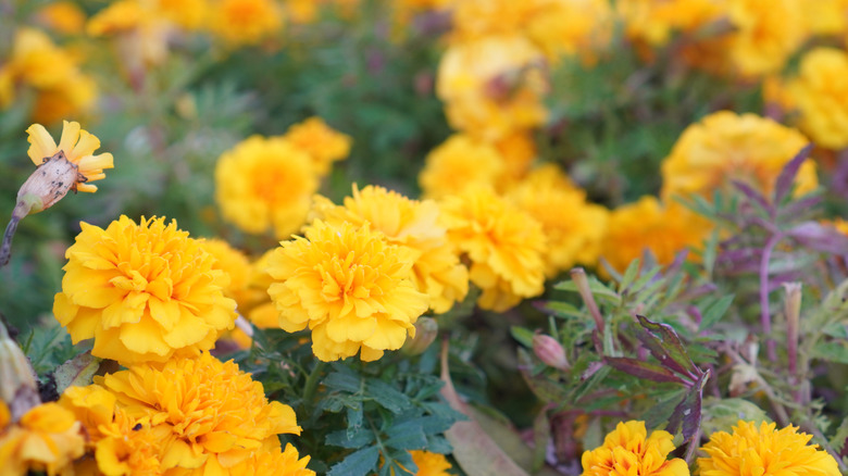 Yellow marigolds