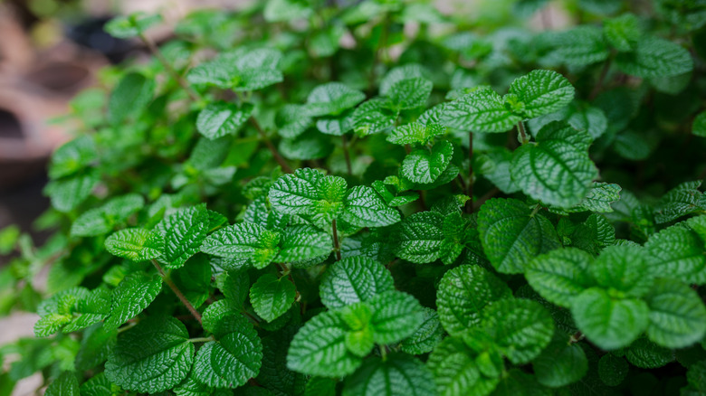 Mint plants