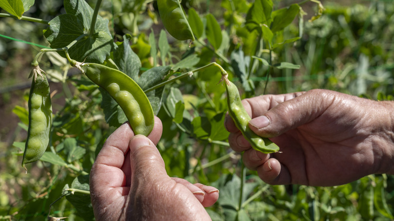 hands holding pea pods on plants