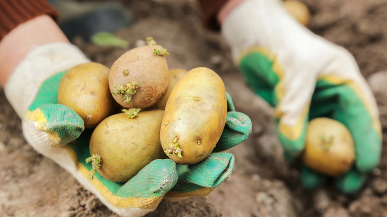 Hands holding potatoes from a garden