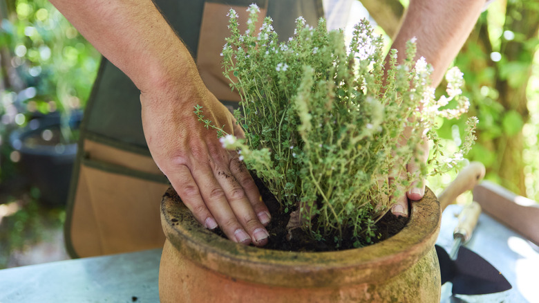 Person planting thyme in a clay pot