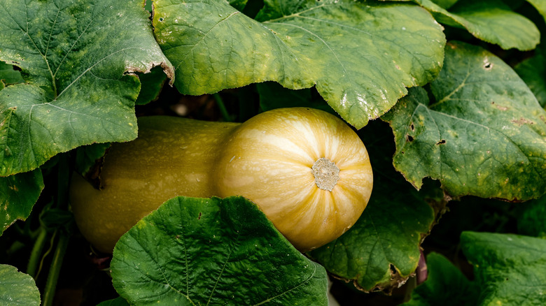 Butternut squash plant
