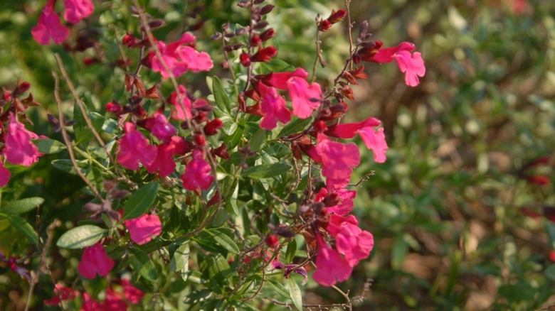 Pink flowers of autumn sage