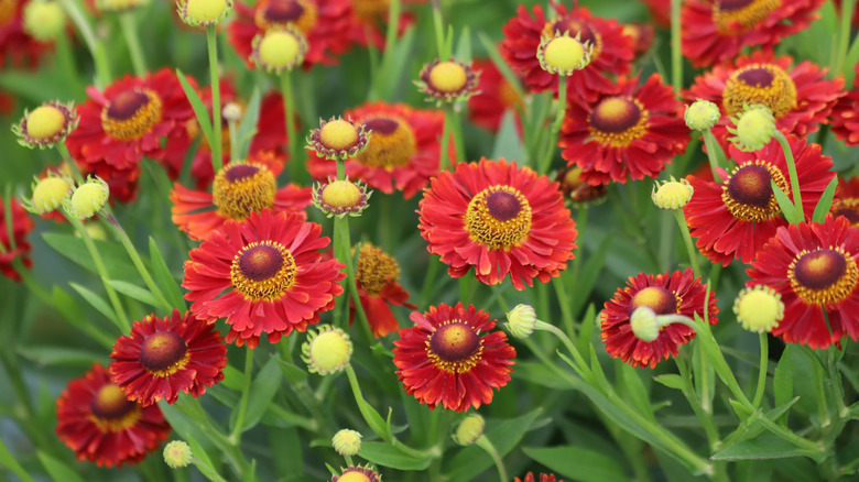 Red and yellow flowers of autumn sneezeweed