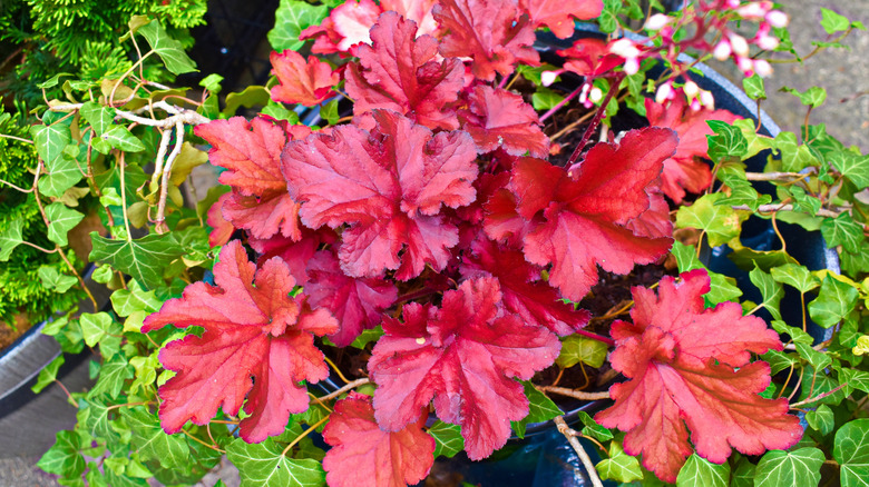 Red coral bells in garden