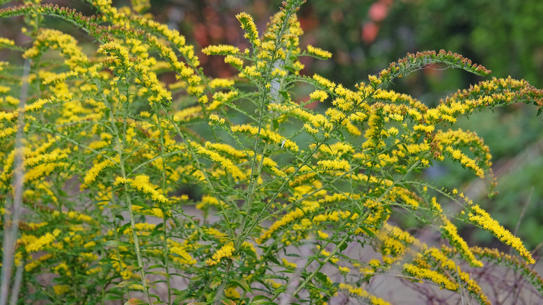 Yellow  'Fireworks' goldenrod growing in garden