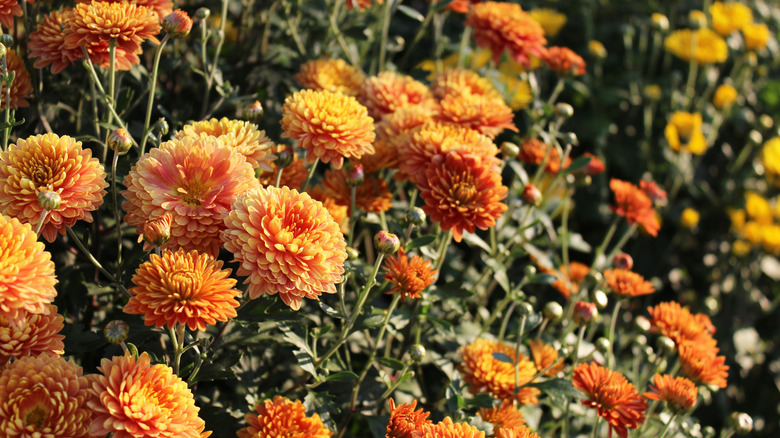 Orange chrysanthemums blooming in garden