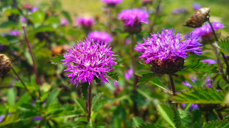 Purple flowers of ironweed in garden