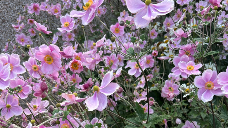 Pink flowers of Japanese anemones