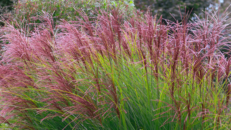 'Morning Light' eulalia ornamental grass growing in garden