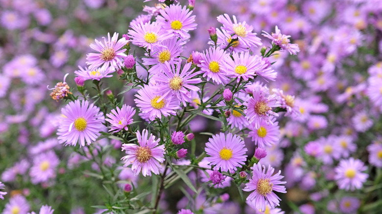 Yellow-eyed purple flowers of New England aster