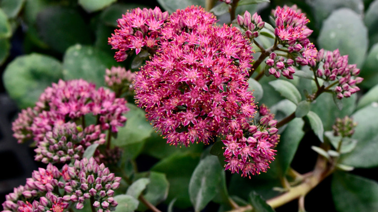 Sedum SunSparkler series' pink flowers