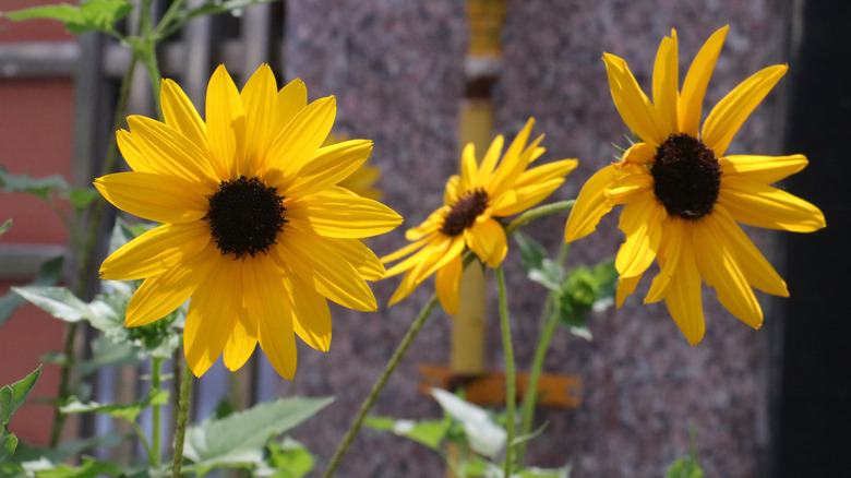 Yellow swamp sunflowers in bloom