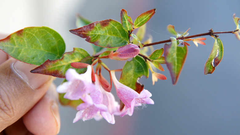 A hand holds a small branch of abelia with red and green leaves and bright pink mottled flowers.