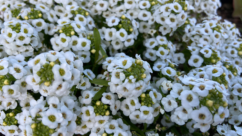 White alyssum flowers in full bloom.