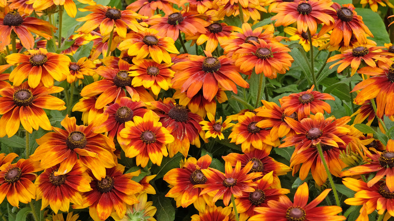 Dozens of black-eyed Susans with red, orange, and yellow flowers.